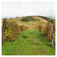 Domaine de Torraccia