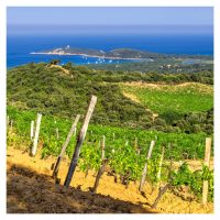 Domaine de Torraccia