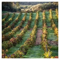 Domaine de Torraccia