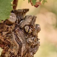Domaine Sander - Rheinhessen (Allemagne)