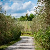 Tenuta Cappellina