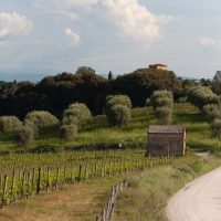 Tenuta Cappellina